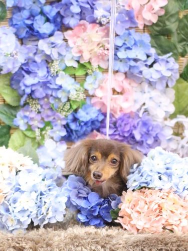 20250617ココちゃん